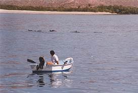 Delfin(o)-Watching