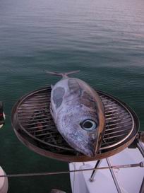 Thunfisch ohne . . .