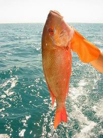 3 Kilos Red Snapper - delicioso!