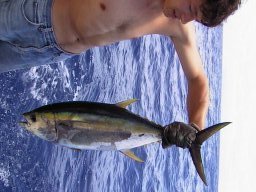 Yellowfin Tuna