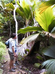 Palmwedel von weit