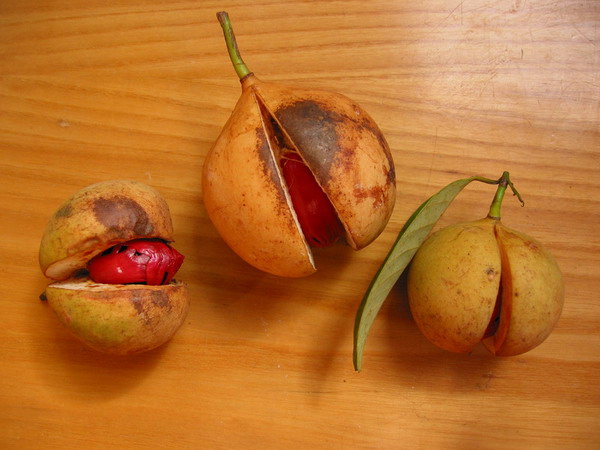 Muskatnuss