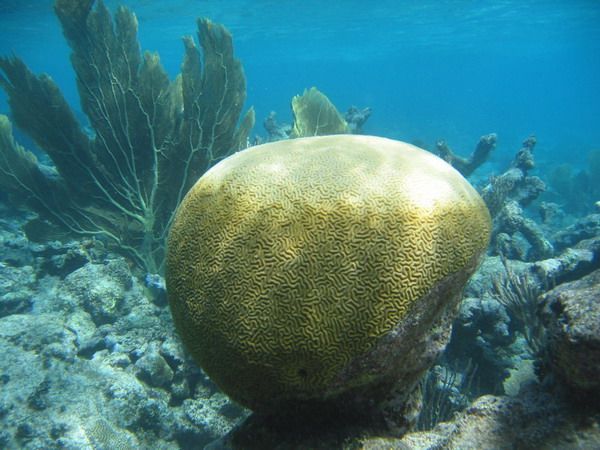 wunderbare Schnorchelwelt